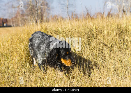 Repéré épagneul russe d'exécution et de jouer à l'automne jaune de l'herbe. Banque D'Images