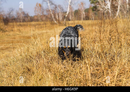 Repéré épagneul russe d'exécution et de jouer à l'automne jaune de l'herbe. Banque D'Images