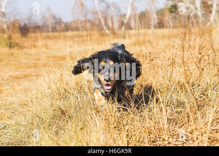 Repéré épagneul russe d'exécution et de jouer à l'automne jaune de l'herbe. Banque D'Images