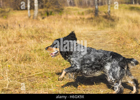 Repéré épagneul russe d'exécution et de jouer à l'automne jaune de l'herbe. Banque D'Images