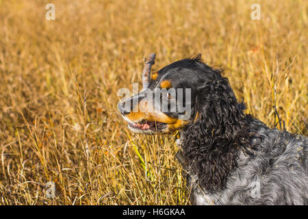 Chien Noir Épagneul russe jouant dans l'herbe jaune Banque D'Images