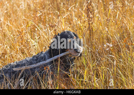 Épagneul russe repéré avec stick dans les dents à l'automne jaune permanent de l'herbe. Banque D'Images