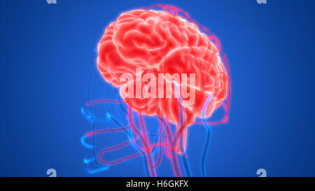 Cerveau humain avec l'anatomie du système circulatoire Banque D'Images