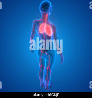 Système respiratoire humain poumons avec l'anatomie du système nerveux Banque D'Images