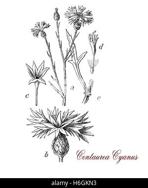 Le bleuet est une plante avec des fleurs bleu vif qui a grandi comme mauvaise herbe dans les champs de maïs ou des champs de céréales, maintenant utilisée comme plante ornementale dans les jardins Banque D'Images