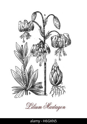 Lilium martagon martagon ou lily est un lis avec de nombreuses fleurs violet-rose parfumée, la plante est très toxique pour les chats. Banque D'Images