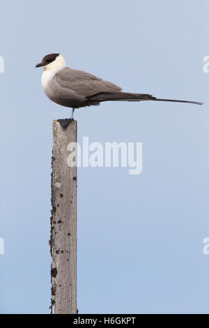 Labbe à longue queue (Stercorarius longicaudus)), adulte debout sur un poster Banque D'Images