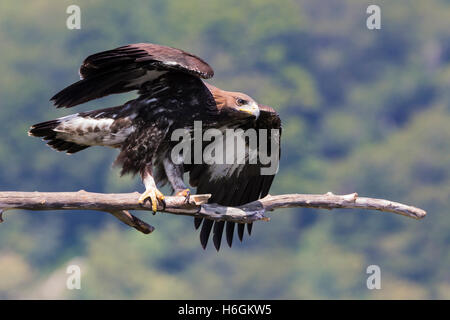 L'Aigle royal (Aquila chrysaetos), juvénile, au décollage à une branche morte Banque D'Images