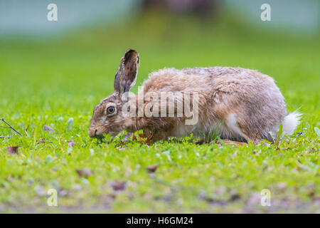 Lièvre d'Europe (Lepus europaeus), Comité permanent sur l'herbe Banque D'Images