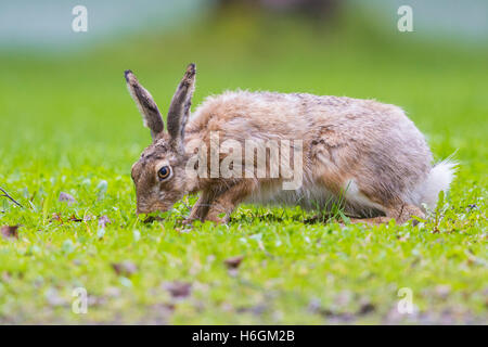 Lièvre d'Europe (Lepus europaeus), Comité permanent sur l'herbe Banque D'Images