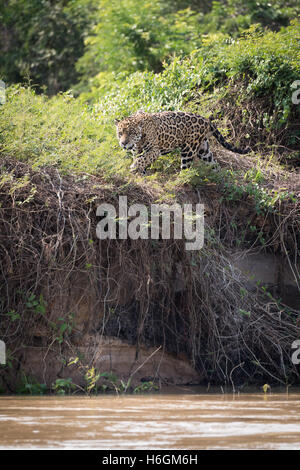 Jaguar rôdant à travers les buissons sur les bords de la rivière Banque D'Images