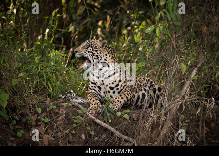 Jaguar couché dans les bâillements de l'ombre Banque D'Images