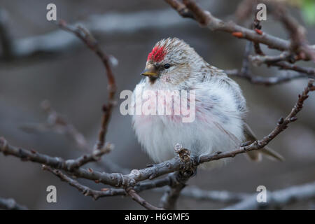 Sizerin flammé (Acanthis hornemanni arctique), adulte perché sur une branche Banque D'Images