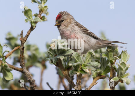 Sizerin flammé (Acanthis hornemanni arctique), adulte perché sur une branche Banque D'Images