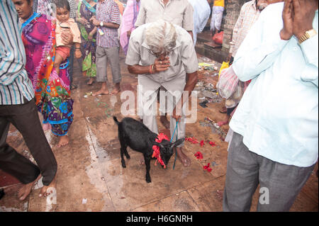 Le culte de l'homme hindou une chèvre pour sacrifier à la déesse comme souhaits remplies par la déesse Kali ghat Kolkata West Bengal India. Banque D'Images