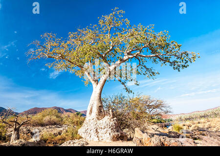 Baobab dans la région des Chutes Epupa en Namibie. Baobab est le nom commun pour chacun des neuf espèces d'arbre. Banque D'Images