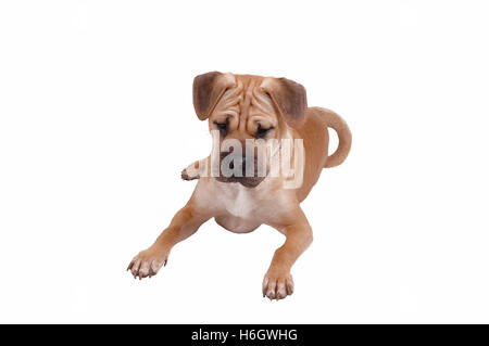 Un jeune chiot sharpei chien couché sur le plancher, à la recherche de quelque chose à l'intérêt, pour l'arrière-plan blanc. Banque D'Images