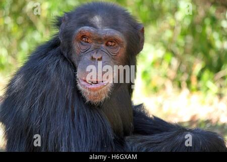 Le chimpanzé commun fixant Banque D'Images