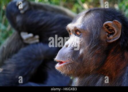 Mâle chimpanzé fixant à Ol Pajeta Nanyuki, Kenya, conservation Banque D'Images