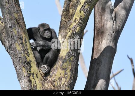 Chimpanzé assis dans un arbre à Ol Pajeta Nanyuki, Kenya, conservation Banque D'Images