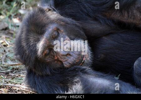 Le chimpanzé de couchage Banque D'Images
