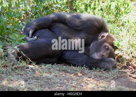 Le chimpanzé de couchage Banque D'Images
