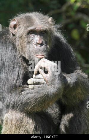 Mâle chimpanzé assis à Ol Pajeta Nanyuki, Kenya, conservation Banque D'Images