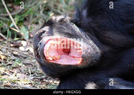 Le bâillement mâle chimpanzé à Ol Pajeta Nanyuki, Kenya, conservation Banque D'Images