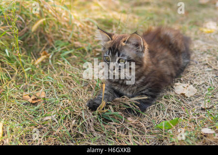 Chaton tabby avec intérêt tout en jouant à la piscine Banque D'Images