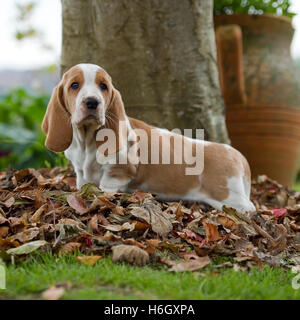 Basset hound Banque D'Images