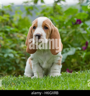 Chiot basset hound Banque D'Images