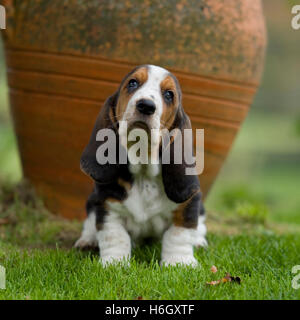 Mignon chiot basset hound Banque D'Images