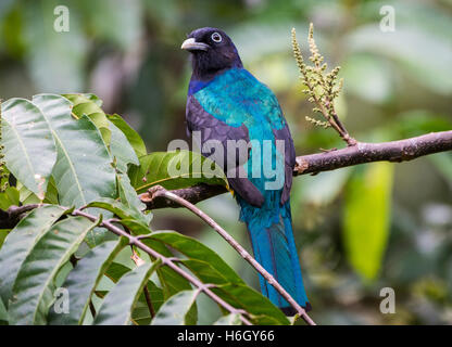 Un homme vert (Trogon Trogon viridis) perché sur une branche d'arbre dans la forêt amazonienne. Le Parc national Yasuni, en Equateur. Banque D'Images