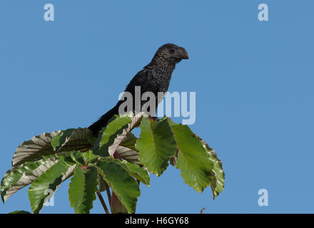 Un Ani à bec lisse (Crotophaga ani) perché sur un arbre haut en forêt amazonienne. Le Parc national Yasuni, en Equateur, en Amérique du Sud. Banque D'Images