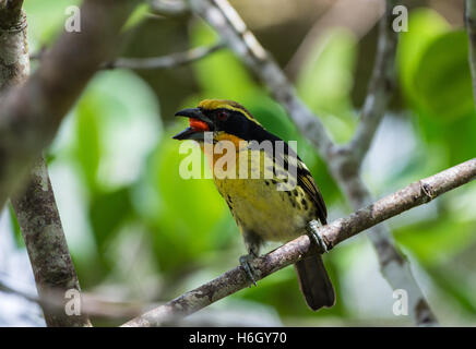 Un Barbet doré mâle (Capito auratus) se nourrissant de fruits tropicaux. Le Parc national Yasuni, en Equateur, en Amérique du Sud. Banque D'Images