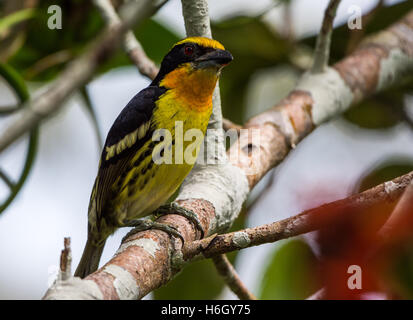 Un Barbet doré mâle (Capito auratus) perché sur une branche d'arbre. Le Parc national Yasuni, en Equateur, en Amérique du Sud. Banque D'Images