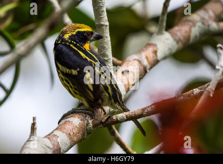 Un Barbet doré mâle (Capito auratus) perché sur une branche d'arbre. Le Parc national Yasuni, en Equateur, en Amérique du Sud. Banque D'Images