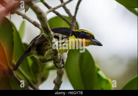 Un Barbet doré mâle (Capito auratus) perché sur une branche d'arbre. Le Parc national Yasuni, en Equateur, en Amérique du Sud. Banque D'Images