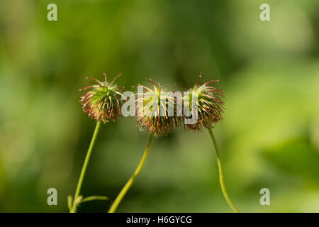 Mauvaise herbe commune seedhead rétroéclairé Herb Bennet dont l'embout crochet bavures sont comme la bardane a inspiré l'invention du velcro Banque D'Images