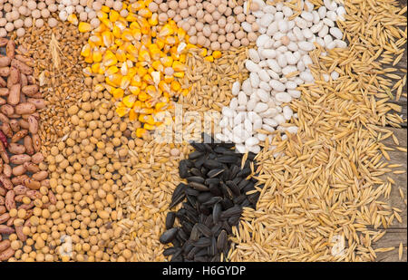 Les grains de céréales (avoine, orge, blé, maïs, haricots, pois, soja, tournesol) Banque D'Images