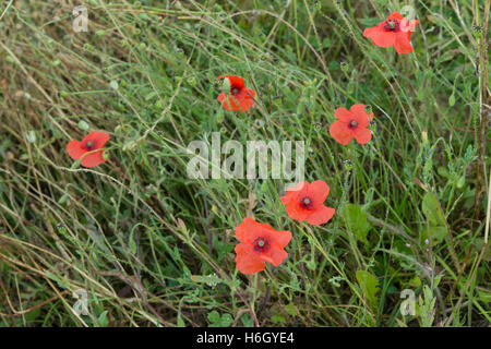 Papaver rhoeas rangées de coquelicots rouge vif contre croissance grass meadow et plus pavot Banque D'Images