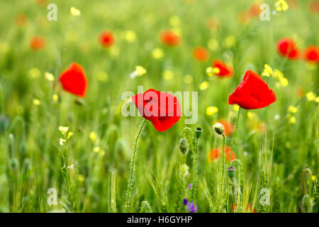 Quelques coquelicots sur champ vert en journée ensoleillée Banque D'Images