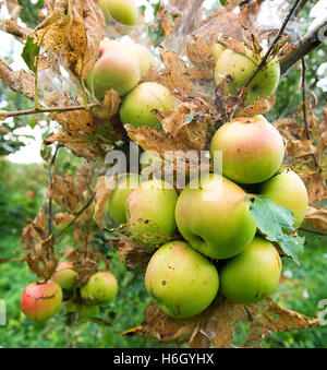 Succursale de pomme verte avec de trou de ver Banque D'Images