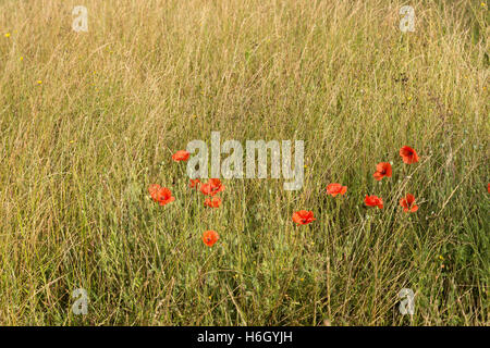 Papaver rhoeas rangées de coquelicots rouge vif contre croissance grass meadow et plus pavot Banque D'Images