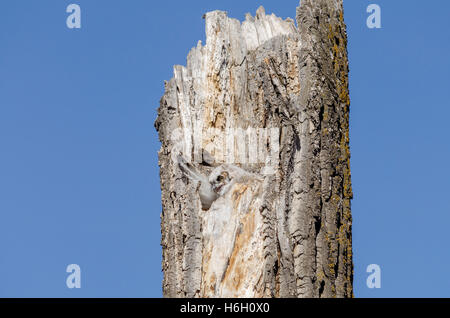 Jeune Grand-duc scrutant de son nid dans la cavité d'un arbre mort, avec fond de ciel bleu. Banque D'Images