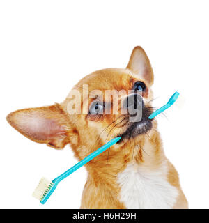 Brosse à dents avec chien chihuahua rouge isolé sur fond blanc. Libre. Banque D'Images