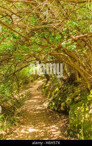 Bien que le chemin forestier menant au parc national de Portofino, San Fruttuoso Italie Banque D'Images