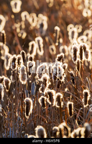 Les quenouilles poussent le long d'étangs du Monte Vista National Wildlife Refuge, centre du Colorado, USA Banque D'Images