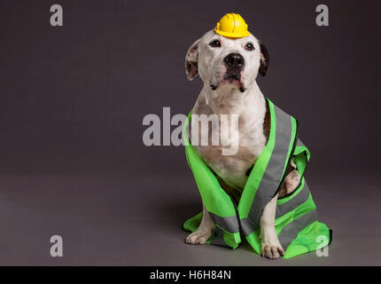 Studio shot of a Pit Bull dog le port d'un néon jaune gilet de sécurité avec bandes réfléchissantes, et un tout petit drôle à sa jaune Banque D'Images