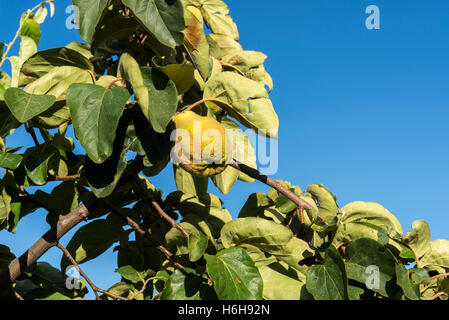 Le feuillage de coing et de mûrissement des fruits. Kit est le seul membre du genre Prunus de la famille des Rosaceae Banque D'Images